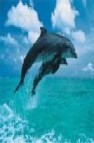 Delfines (puzzle 1000 piezas) (ref. xra-15751)